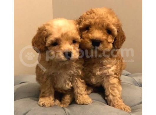Uygun Koşullarda Toy Poodle Yavrular