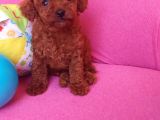 Sevimli Red Brown Toy Poodle Yavrularımız