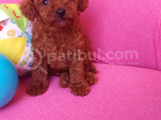 Sevimli Red Brown Toy Poodle Yavrularımız