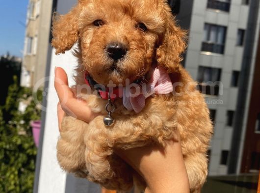 Ev Doğumlu Poodle Bebeklerimizi Gördünüz Mü görsel