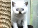 Blue Point British Shorthair Erkek Yavrumuz