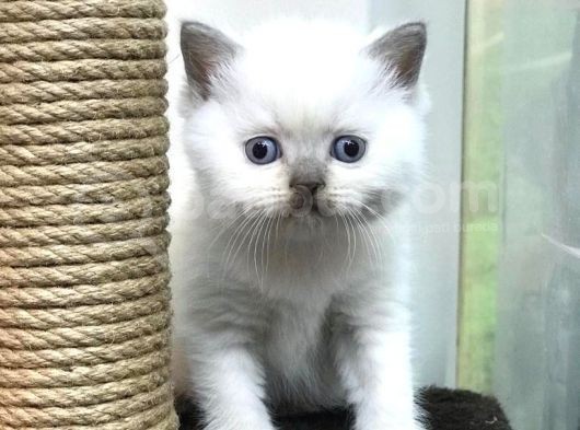 Blue Point British Shorthair Erkek Yavrumuz görsel