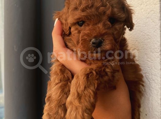 Aşılı Pasaportlu Poodle Yavrularımız görsel
