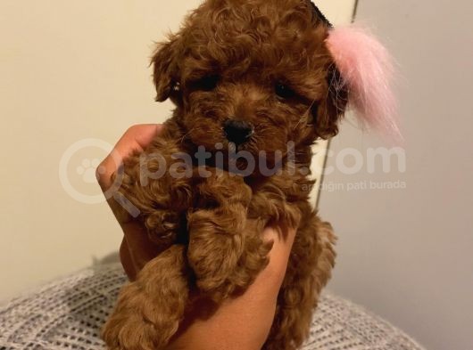 Ev Ortamında Büyüyen Toypoodle Yavrularımız görsel