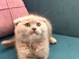 Lilac Scottish Fold Dişi Yavrumuz