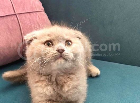 Lilac Scottish Fold Dişi Yavrumuz görsel