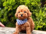 Safkan Toy Poodle Yavrularımız