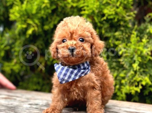 Safkan Toy Poodle Yavrularımız görsel