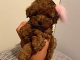 Karamelll.toypoodle’ın Bebeklerini Gördünüz Müü