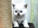 Blue Point British Shorthair Erkek Yavrumuz