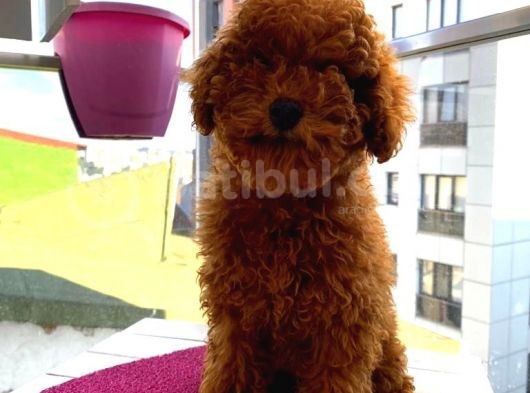 Irk Garantili Toypoodle Bebeklerimiz görsel