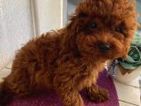 Aşılı Pasaportlu Poodle Yavrularımız