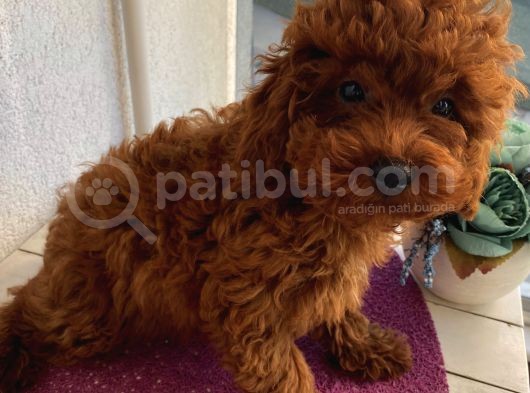 Aşılı Pasaportlu Poodle Yavrularımız