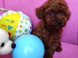 Sevimli Red Brown Toy Poodle Yavrularımız