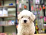 Sevimli Maltese Terrier Erkek Yavrularımız
