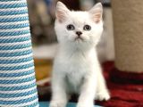 Lilac Point British Shorthair Yavrumuz