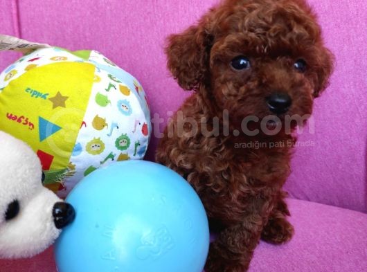 Safkan Red Brown Toy Poodle Erkek Yavrularımız görsel