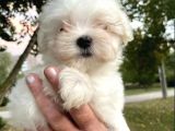 Mini Sevimli Maltese Yavrular