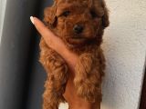 SafKan ToyPoodle Bebeklerimiz