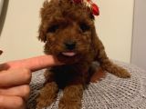 Ev Ortamında Büyüyen Toypoodle Yavrularımız