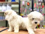 Sevimli Maltese Terrier Erkek Yavrularımız
