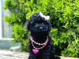 Nadir Renk Black Toy Poodle Yavrular