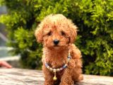 Safkan Toy Poodle Yavrularımız