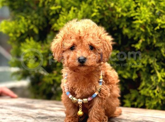 Safkan Toy Poodle Yavrularımız görsel