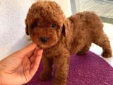 Irk Garantili  Toypoodle Bebekler