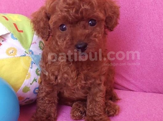 Sevimli Red Brown Toy Poodle Yavrularımız görsel