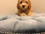 Çoook Sevimli Tea Cup Ve Toy Poodle Bebeklerimiz