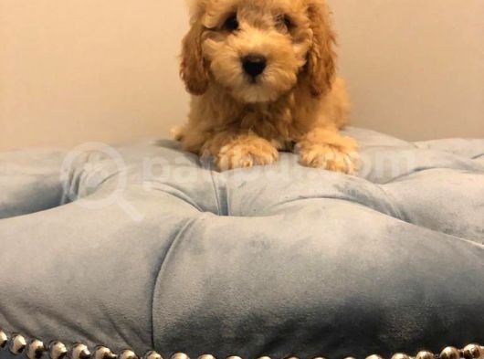 Çoook Sevimli Tea Cup Ve Toy Poodle Bebeklerimiz görsel