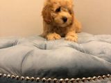 Çoook Sevimli Tea Cup Ve Toy Poodle Bebeklerimiz
