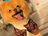 1 Yaşında Erkek Pomeranian Yavrumuz