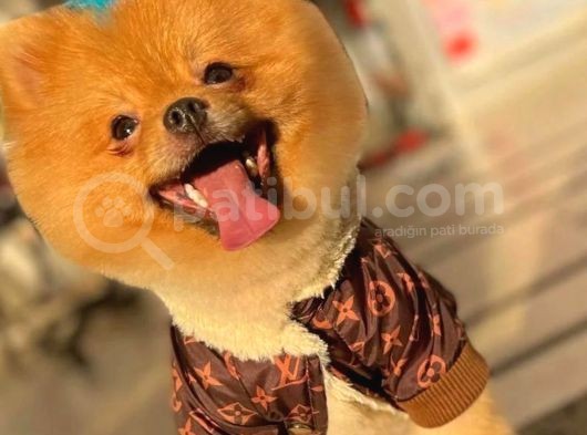 1 Yaşında Erkek Pomeranian Yavrumuz görsel