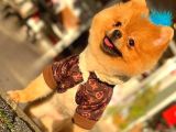 1 Yaşında Erkek Pomeranian Yavrumuz