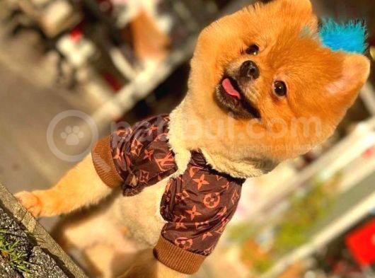 1 Yaşında Erkek Pomeranian Yavrumuz görsel