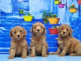 Ruhsatli Üreti̇m Çi̇ftli̇ği̇nden Toy Poodle Yavrular
