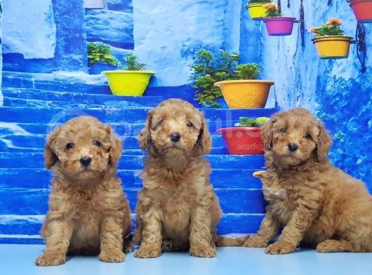 Ruhsatli Üreti̇m Çi̇ftli̇ği̇nden Toy Poodle Yavrular