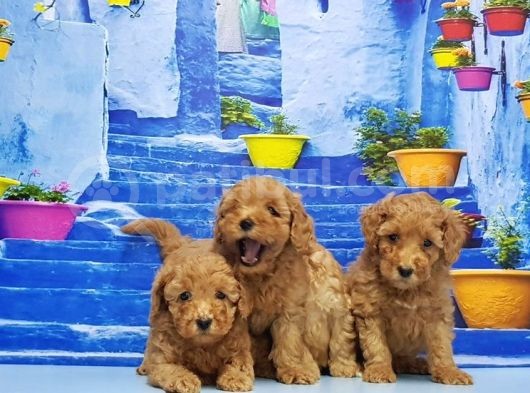 Ruhsatli Üreti̇m Çi̇ftli̇ği̇nden Toy Poodle Yavrular görsel