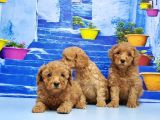 Ruhsatli Üreti̇m Çi̇ftli̇ği̇nden Toy Poodle Yavrular