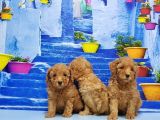 Ruhsatli Üreti̇m Çi̇ftli̇ği̇nden Toy Poodle Yavrular