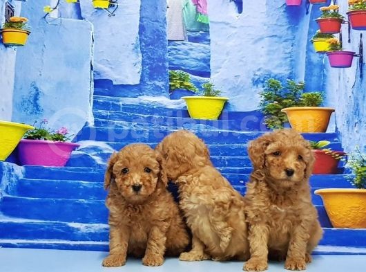 Ruhsatli Üreti̇m Çi̇ftli̇ği̇nden Toy Poodle Yavrular görsel
