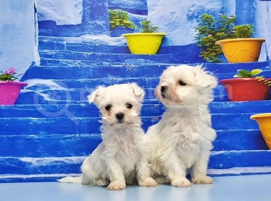 Ruhsatli Üreti̇m Çi̇ftli̇ği̇nden Maltese Terri̇er Yavrular görsel