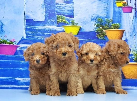 Ruhsatli Üreti̇m Çi̇ftli̇ği̇nden Toy Poodle Yavrular görsel