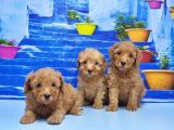 Ruhsatli Üreti̇m Çi̇ftli̇ği̇nden Toy Poodle Yavrular