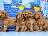 Ruhsatli Üreti̇m Çi̇ftli̇ği̇nden Toy Poodle Yavrular