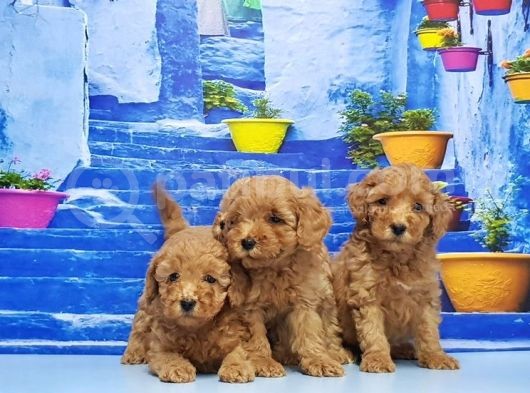 Ruhsatli Üreti̇m Çi̇ftli̇ği̇nden Toy Poodle Yavrular görsel