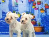 Ruhsatli Üreti̇m Çi̇ftli̇ği̇nden Mi̇nyatür Schnauzer Yavrular