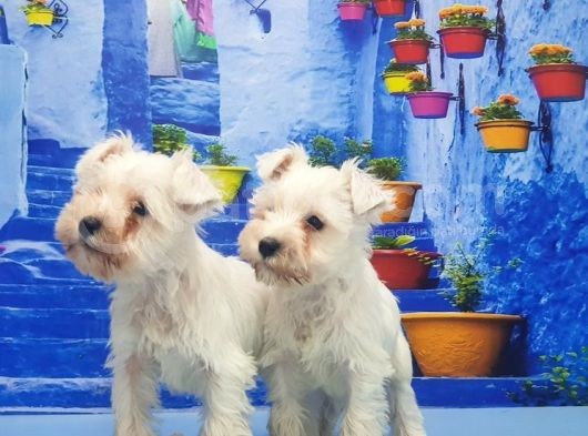 Ruhsatli Üreti̇m Çi̇ftli̇ği̇nden Mi̇nyatür Schnauzer Yavrular